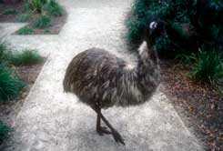 EMU