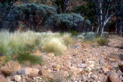 GRASS AND ROCKS