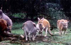 KANGAROOS