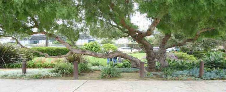 pepper tree park