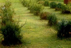 GRASS HOUSES